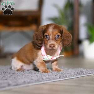 Taylor, Dachshund Puppy