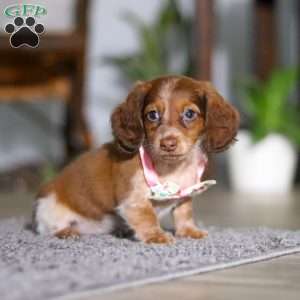 Taylor, Dachshund Puppy