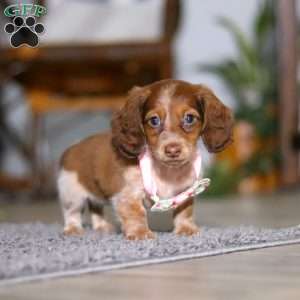 Taylor, Dachshund Puppy