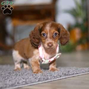 Taylor, Dachshund Puppy