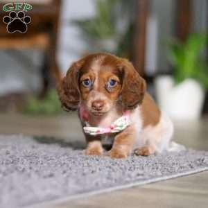 Taylor, Dachshund Puppy
