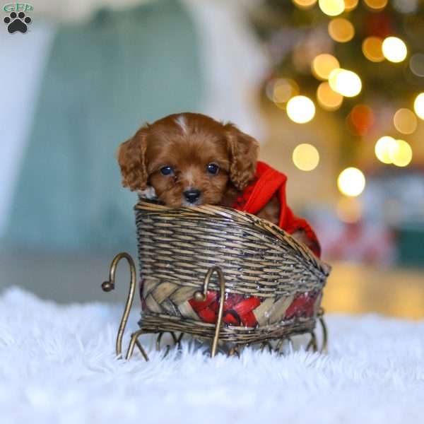 Tiny Teddy - Cavapoo Puppy For Sale in Ohio