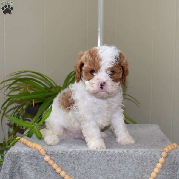Teddy, Cavapoo Puppy
