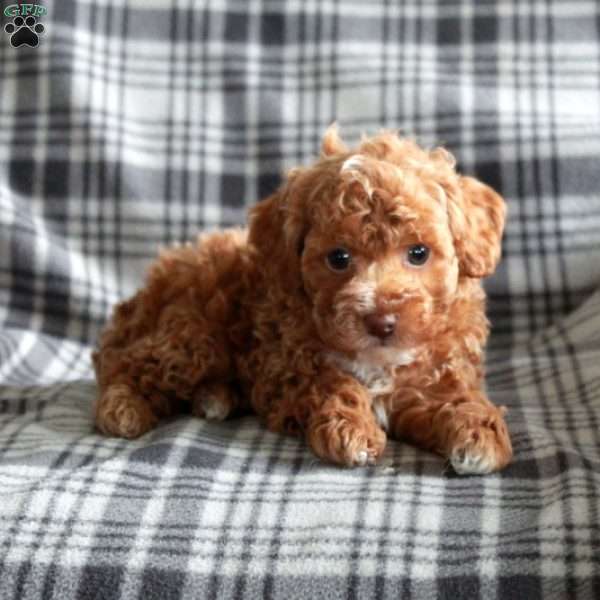Teddy, Toy Poodle Puppy
