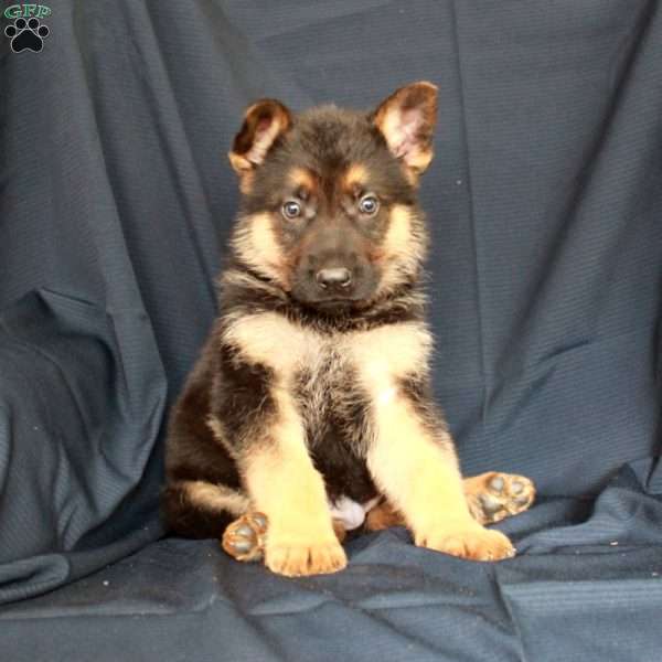 Teddy, German Shepherd Puppy