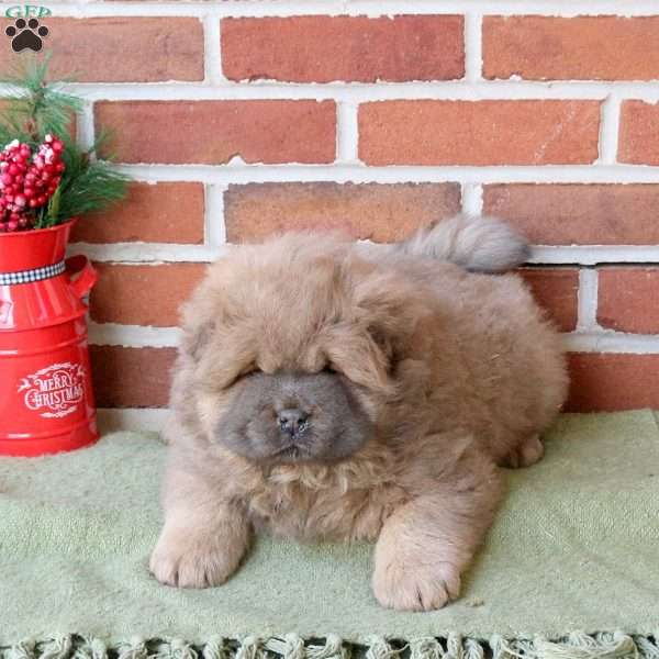 Teddy, Chow Chow Puppy