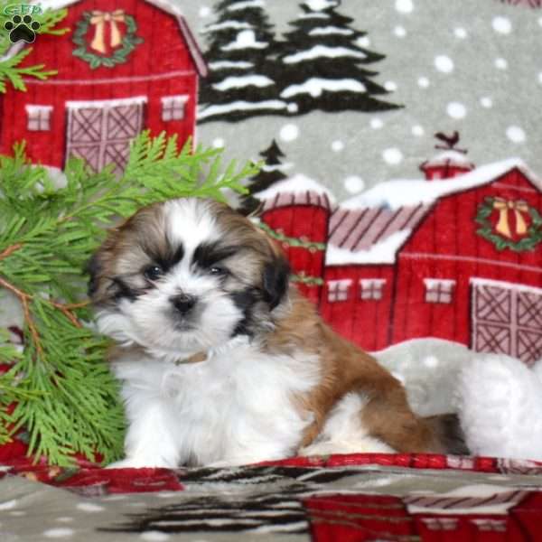 Teddy, Shih Tzu Puppy