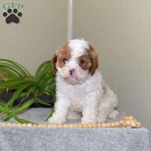 Teddy, Cavapoo Puppy