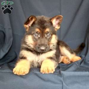Teddy, German Shepherd Puppy