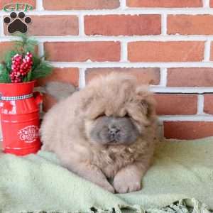Teddy, Chow Chow Puppy