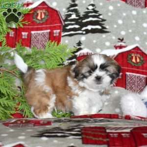 Teddy, Shih Tzu Puppy