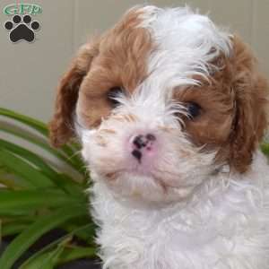 Teddy, Cavapoo Puppy