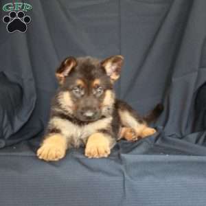 Teddy, German Shepherd Puppy