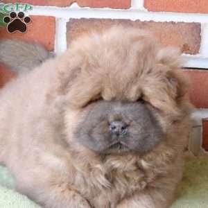 Teddy, Chow Chow Puppy
