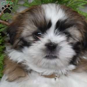 Teddy, Shih Tzu Puppy