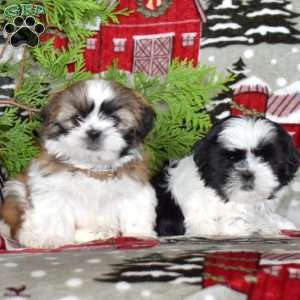 Teddy, Shih Tzu Puppy