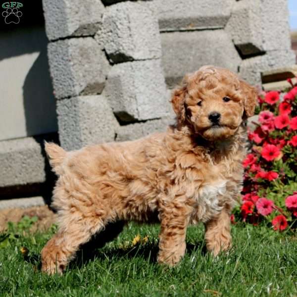 Teddy, Miniature Poodle Puppy