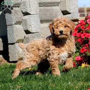 Teddy, Miniature Poodle Puppy