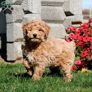 Teddy, Miniature Poodle Puppy