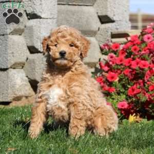 Teddy, Miniature Poodle Puppy