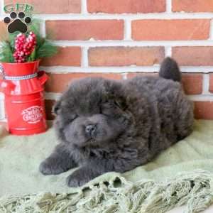 Tera, Chow Chow Puppy