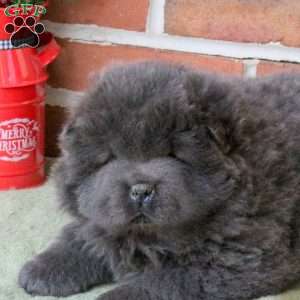 Tera, Chow Chow Puppy