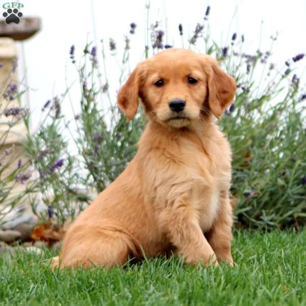 Teresa, Golden Retriever Puppy