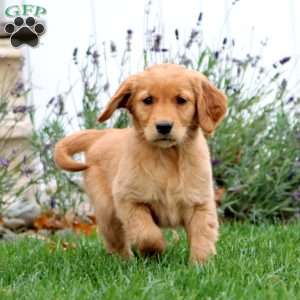 Teresa, Golden Retriever Puppy
