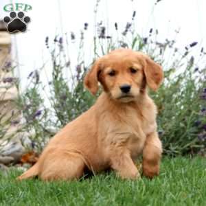 Teresa, Golden Retriever Puppy