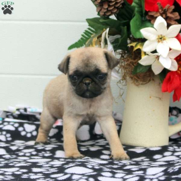 Tessa, Pug Puppy