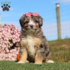 Tilly, Mini Bernedoodle Puppy