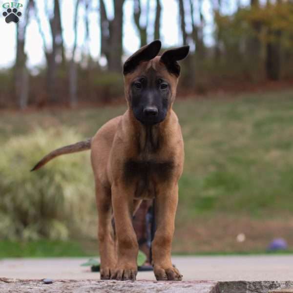 Tex, Belgian Malinois Puppy
