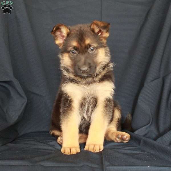 Thankful, German Shepherd Puppy