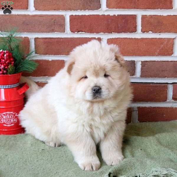 Theo, Chow Chow Puppy
