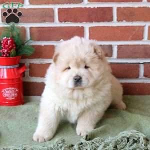 Theo, Chow Chow Puppy