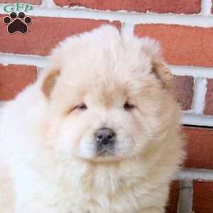 Theo, Chow Chow Puppy