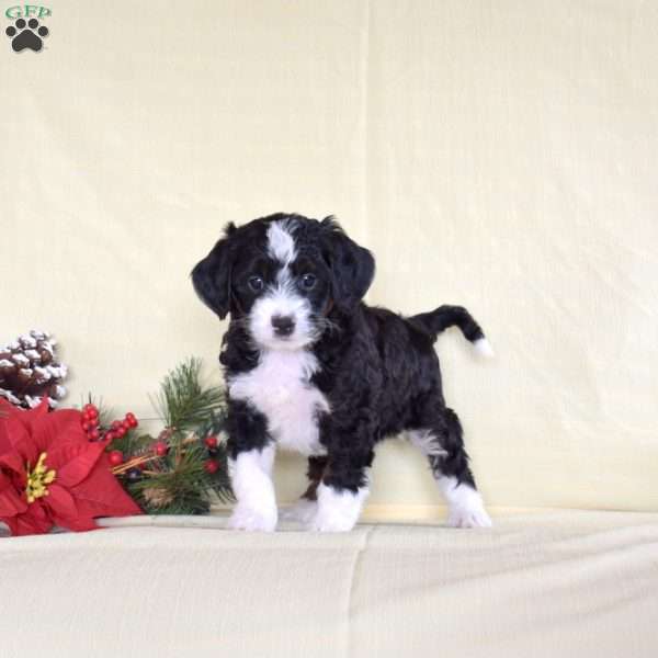 Thomas, Miniature Poodle Puppy