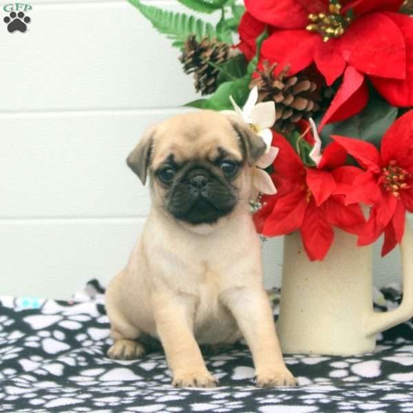 Thomas, Pug Puppy