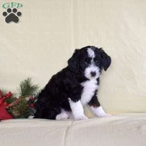 Thomas, Miniature Poodle Puppy