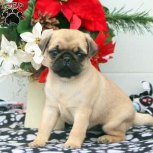 Thomas, Pug Puppy