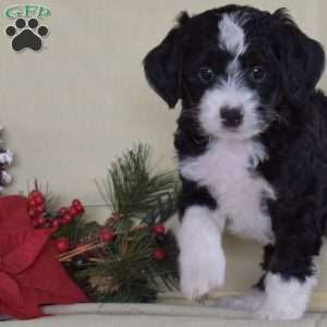 Thomas, Miniature Poodle Puppy