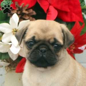 Thomas, Pug Puppy