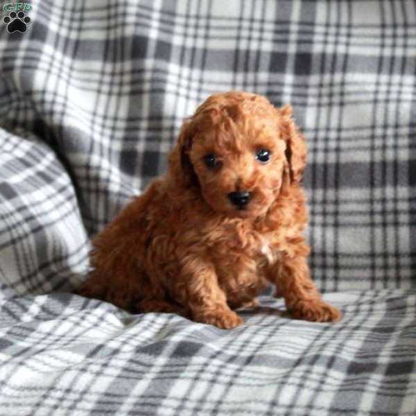 Tillie, Toy Poodle Puppy
