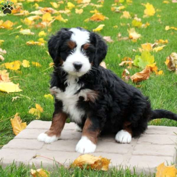 Tillie, Mini Bernedoodle Puppy