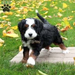 Tillie, Mini Bernedoodle Puppy