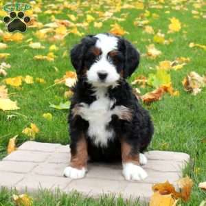 Tillie, Mini Bernedoodle Puppy