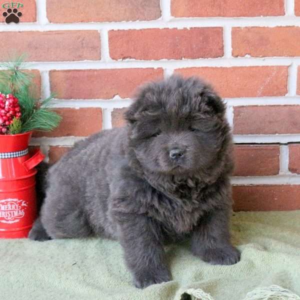 Tilly, Chow Chow Puppy
