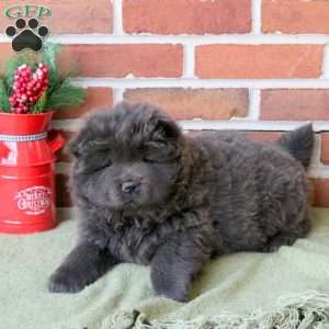 Tilly, Chow Chow Puppy