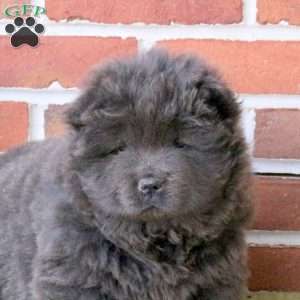 Tilly, Chow Chow Puppy