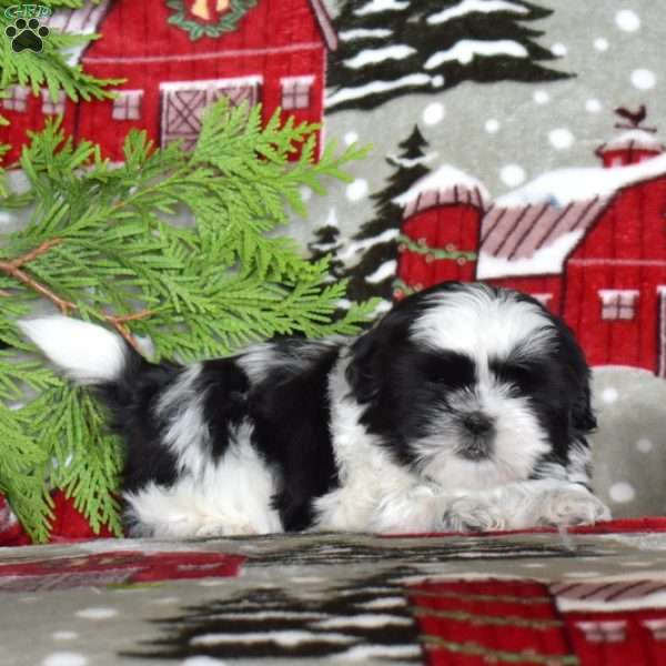 Timmy, Shih Tzu Puppy